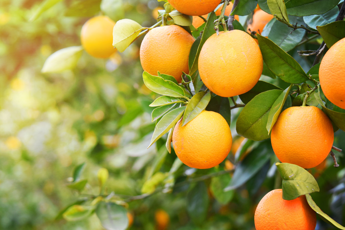 Zumo de naranja natural packaging creatividad